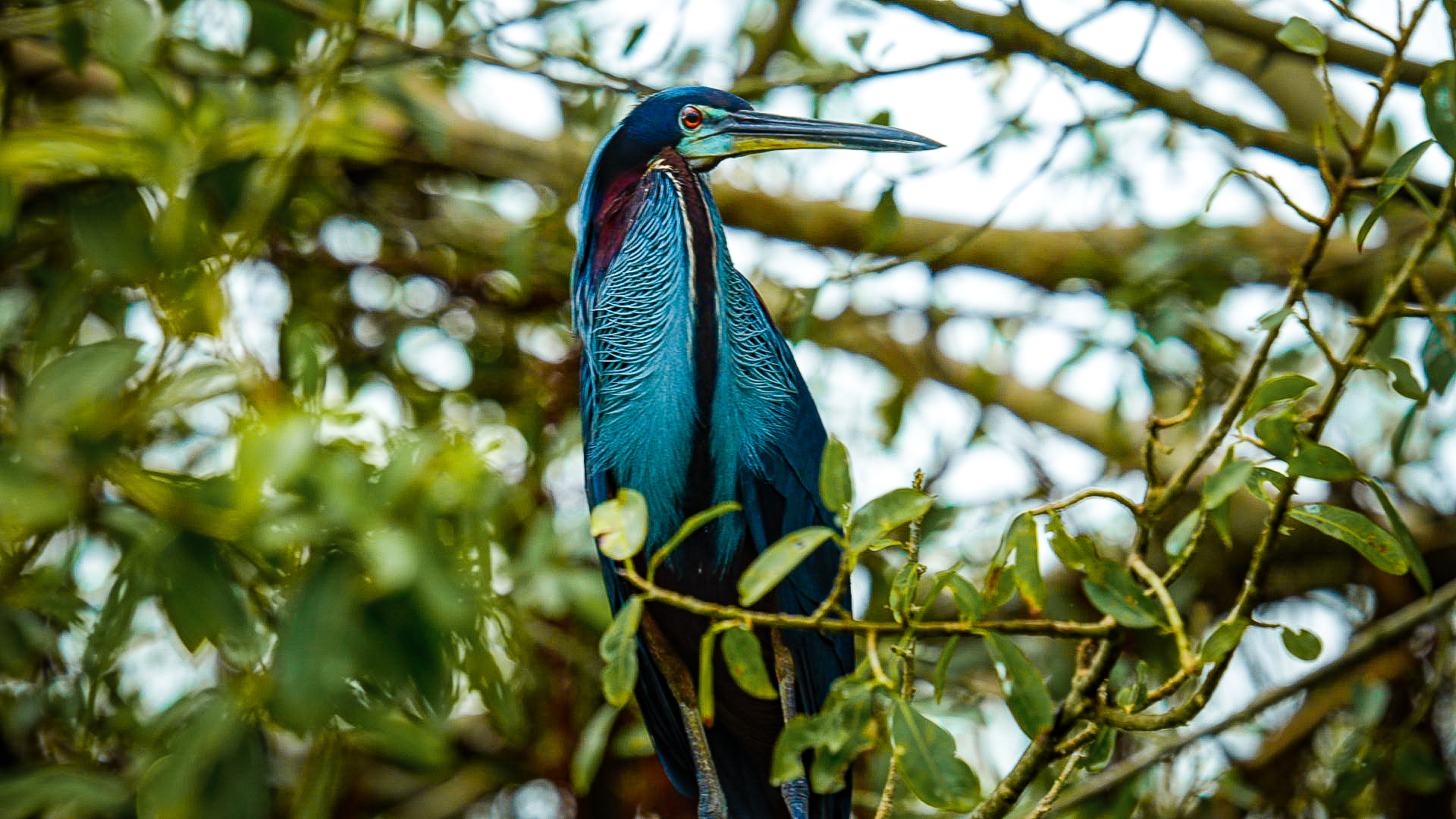 Naturaleza y Biodiversidad