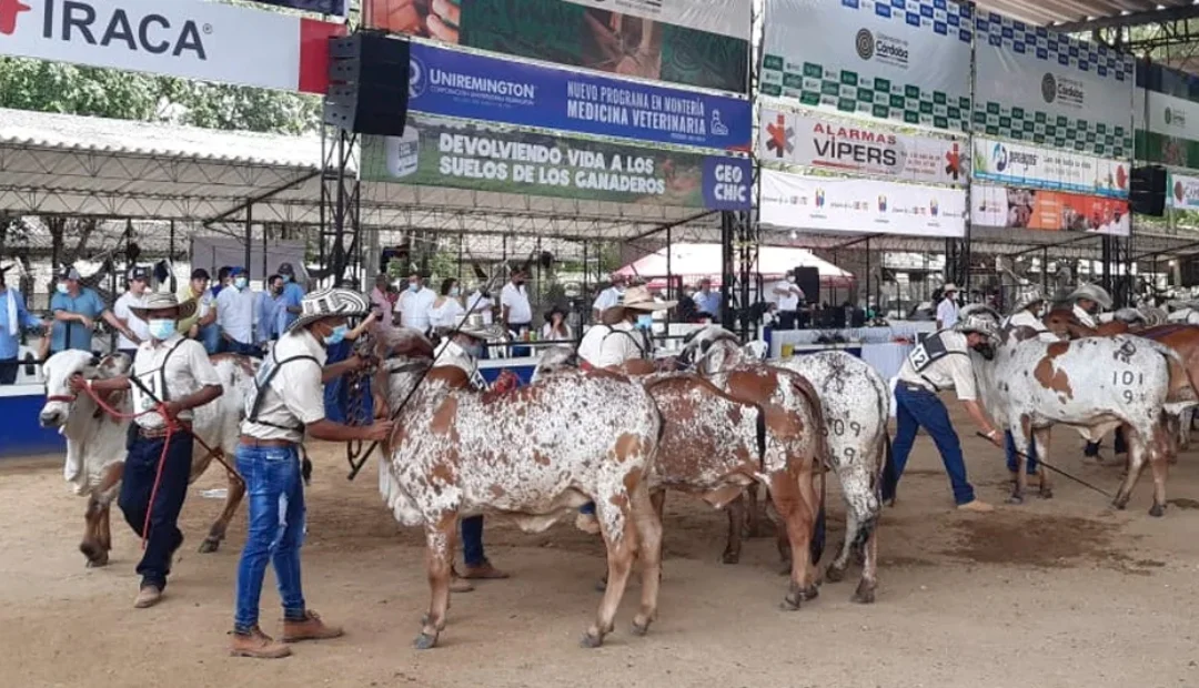 Tradición Ganadera